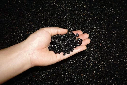 vegetarian burrito with black beans avocado